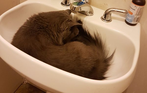 「我的貓喜歡躺著喝水龍頭的水。」（圖／imgur.com/UOhZ1wz）
