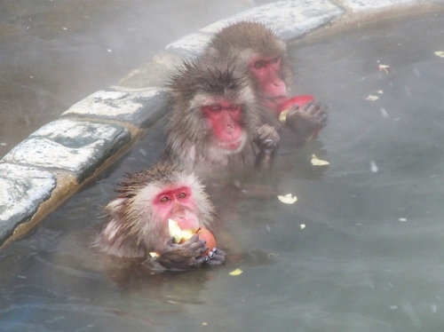 函館市熱帶植物園根本就是獼猴們在冬天時的「極樂天堂」。（圖／翻攝函館市熱帶植物園）