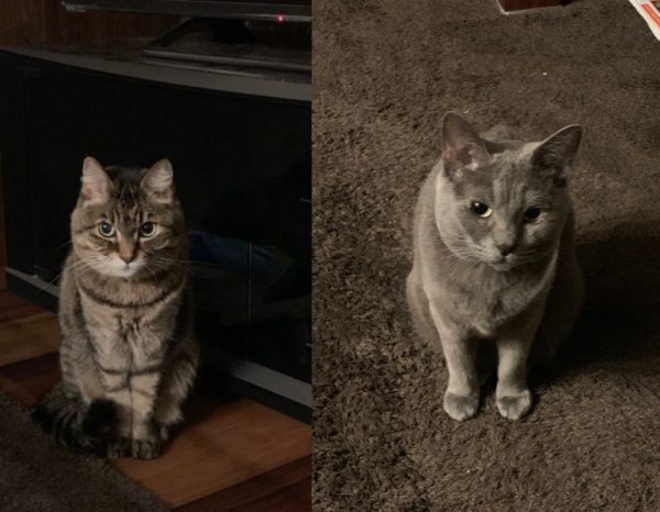 日本推特主@equip_ssk家裡有二隻可愛的貓咪，而沒想到左邊這隻眼神看起來鬼靈精怪的虎斑貓，竟然陷他於不義！
