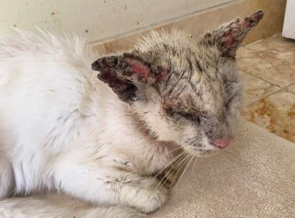 動物保護團體的發起人卡曼出手安置這隻貓咪，並為牠取名為棉花。