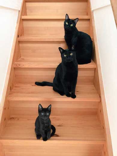 英吉君（下）家其實還有二隻黑貓前輩，從小就可以看得出牠的眼睛特別有神～