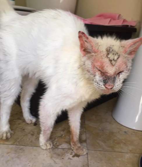 一隻有著嚴重疥癬的貓咪出現在佛羅里達州的街頭，牠的眼睛也受到感染完全張不開，讓牠看不到東西。