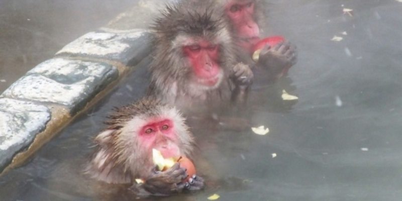 北海道獼猴爽泡湯　臉紅瞇眼表情超享受

