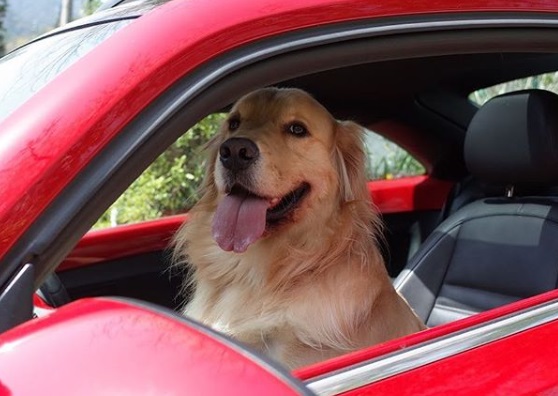可愛的黃金獵犬Koh平時表情就很多，拍照十分上相。（圖／instagram＠kohretriever）