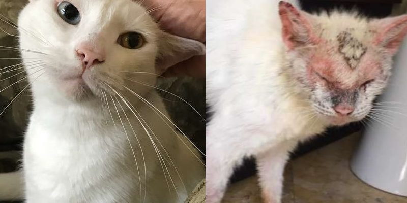 流浪貓嚴重皮膚病無人想理會　治療後變身超美異瞳白貓！
