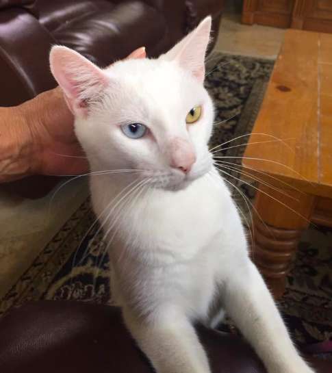 很快地幾個月的時間過去，棉花的疥癬已經治癒，變身為一隻超美麗的異瞳白貓！