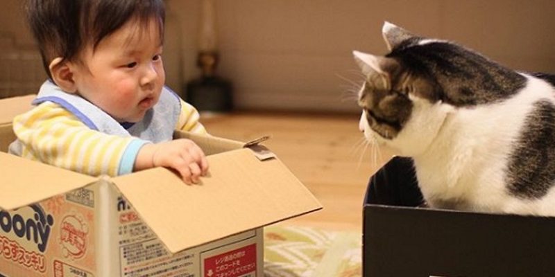 日本小男孩和貓咪的成長日記　融化全世界貓奴的心！

