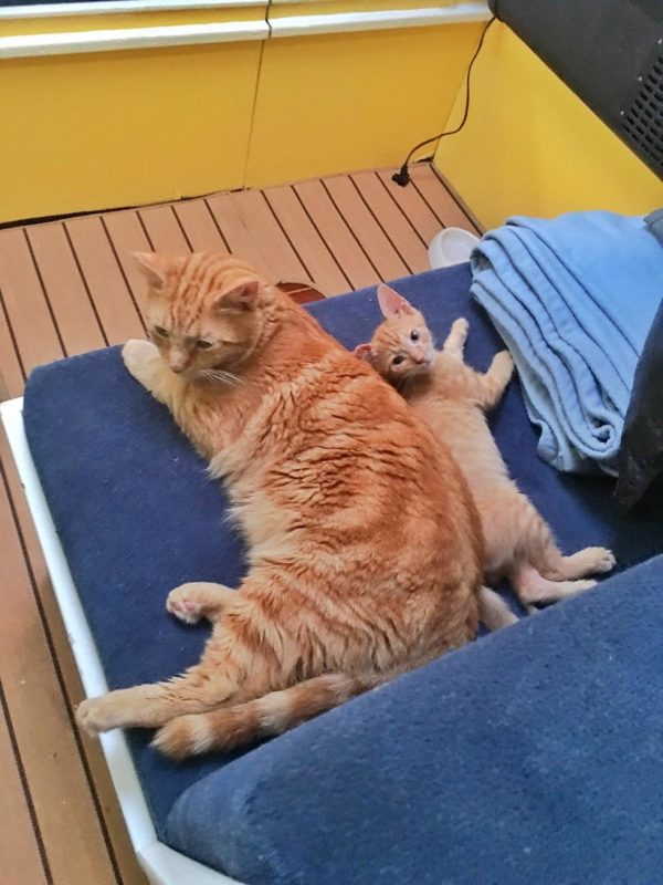 二隻大小橘貓很快地變成了好朋友、好夥伴，「我們很少看到牠們分開行動，大多時候牠們都黏在彼此身旁！」