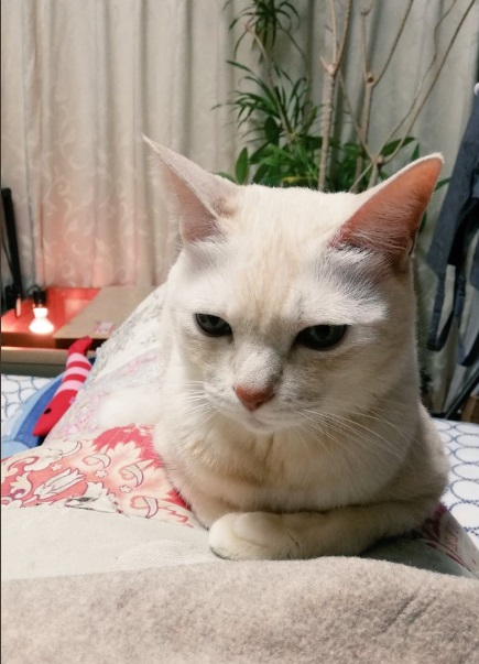 日本推特主蜂本（@hachimoto8）家的貓咪，十分擅長裝可憐，讓大家以為牠還沒吃飽而一直餵牠乾乾。