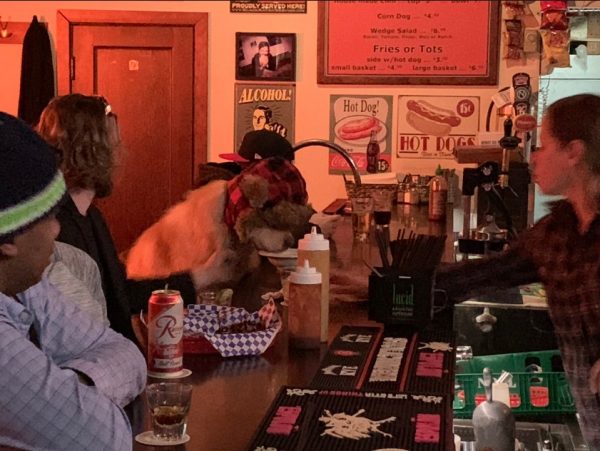 狗狗十分融入酒吧，活像是個常來消費的熟客般，毫無違和感！（圖／twitter＠visagermusic）