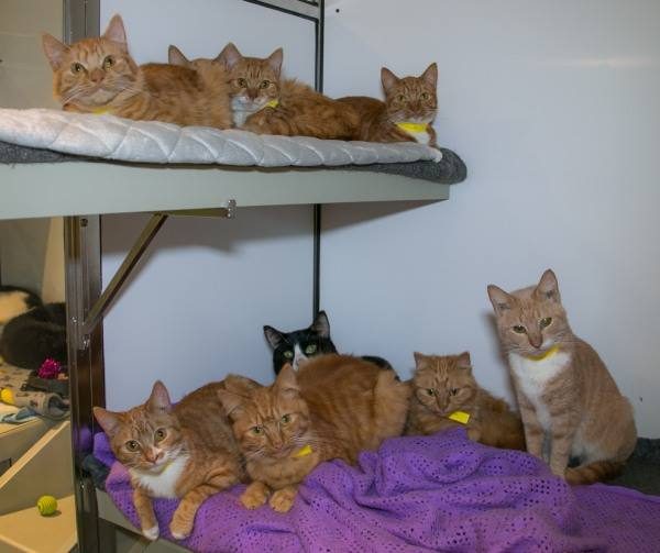志工將貓咪們帶往醫院檢查，發現牠們都沒有植晶片，也沒有結紮，身上也都是跳蚤，但除此之外身體還算健康。目前貓咪們被安置在Celia Hammond Animal Trust，等結紮後將會開放認養。