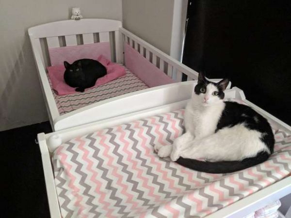 黑貓德瑞克在妹妹出生前就對她充滿好奇，經常躺在馬麻肚子上蹭蹭，妹妹的嬰兒床牠也搶先試用。