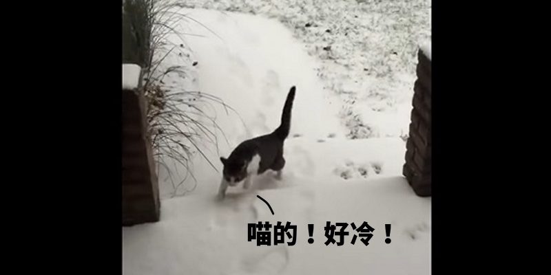 愛玩貓咪吵著要出門　踩上雪地三秒就衝回家！　
