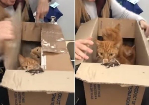 紙箱一打開，三隻可愛的貓咪就探出頭來。牠們雖然看起來有些驚嚇，但都非常穩定乖巧，沒有暴衝也沒有哈氣。