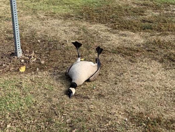 上週，一位路人在公園裡發現了一隻倒在地上瀕死的加拿大鵝，好心的他立刻通報請求協助。