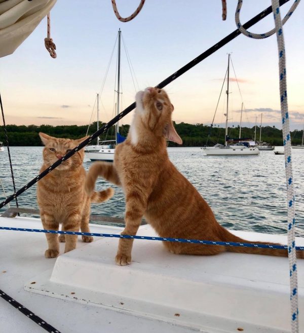而齊蘇也越來越有水手貓的架式，牠的個性也證明了牠十分適合船上生活！