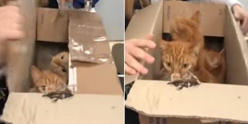 英國驚傳虐貓事件　11隻貓被密封在紙箱丟路邊差點悶死！
