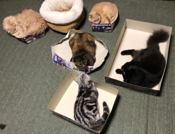 結果五隻貓咪都無視睡窩，就有網友表示：「真是五倍的心酸啊～」（圖／twitter@nyalunon17）