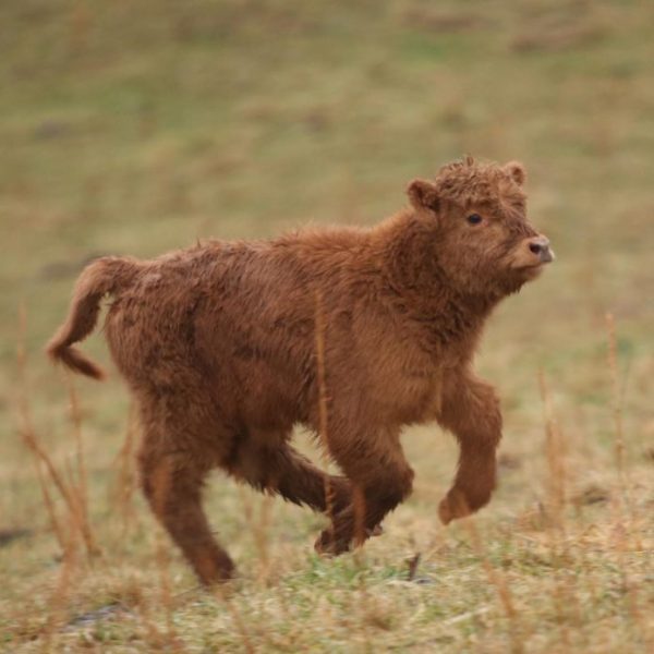 蘇格蘭高地牛模樣可愛。（圖／翻攝自 Happy Hens & Highlands 的 IG ）