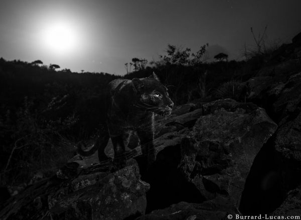 拍攝到野生黑豹的地點剛好接近漫威虛構的國度「瓦干達」相近。（圖／翻攝自Burrard-Lucas Photography臉書）