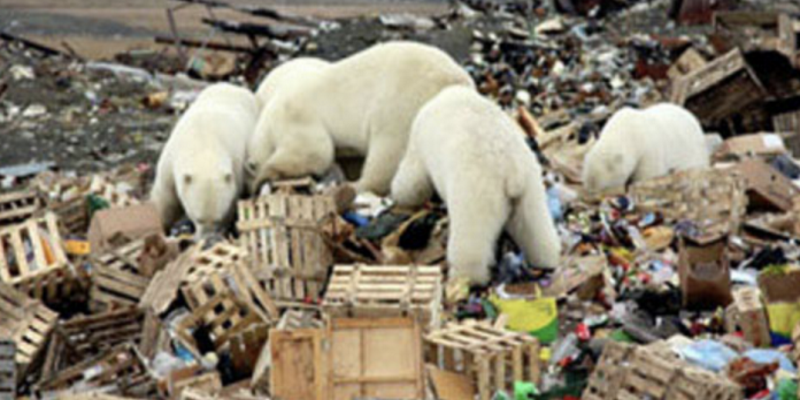 50多隻北極熊闖民宅　俄「新地島」進入緊急狀態
