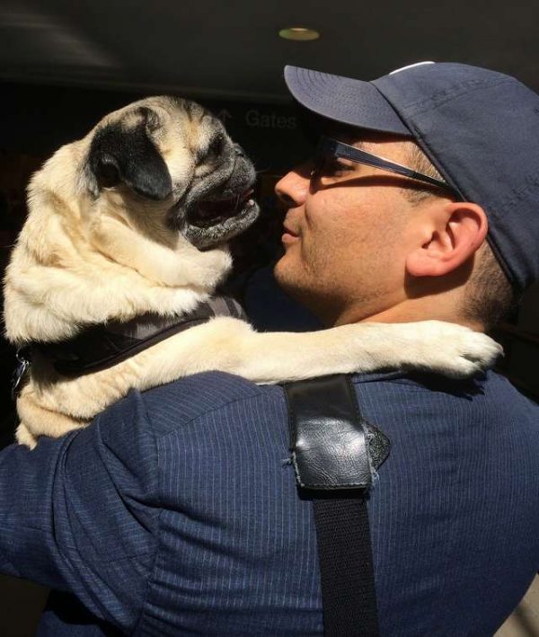 巴哥犬小隻是馬克11年前從費城的收容所領養的，他們感情很好，小隻十分喜愛牠的把拔。