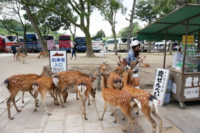 ▲日本奈良公園的鹿是著名的觀光景點之一，不過現在的奈良鹿儼然成為新一代「恐怖份子」，「小鹿亂撞」的事件激增。 （圖 / 翻攝自網路）