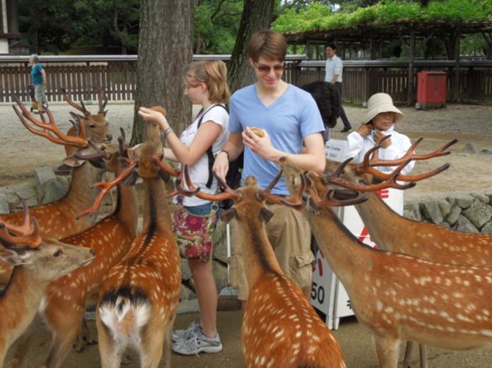 ▲日本奈良公園的鹿是著名的觀光景點之一，不過現在的奈良鹿儼然成為新一代「恐怖份子」，「小鹿亂撞」的事件激增。 （圖 / 翻攝自網路）
