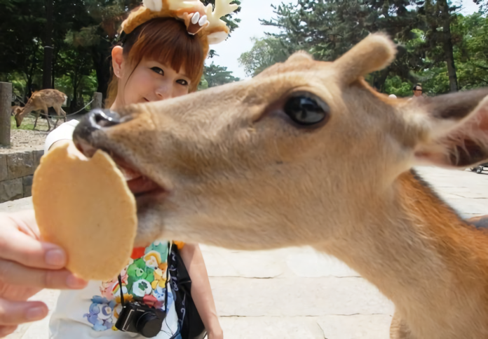 逐鹿之旅小心「小鹿」亂撞　日本奈良公園鹿攻擊事件激增
