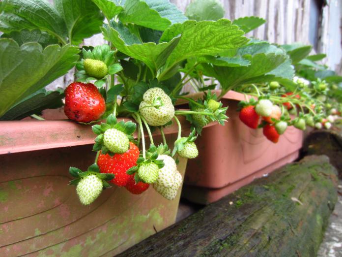 ▲想要採草莓不一定要去苗栗，台北市區就有草莓園秘境。（圖／台北市政府產業發展局）