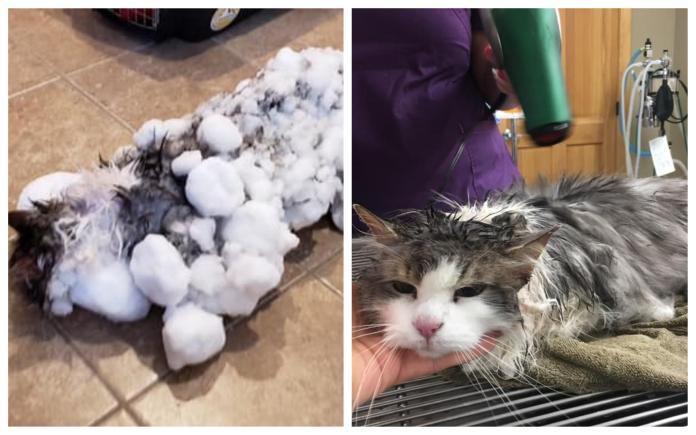 貓咪凍到「全身結冰」搶救後奇蹟康復　網：果然有九條命
