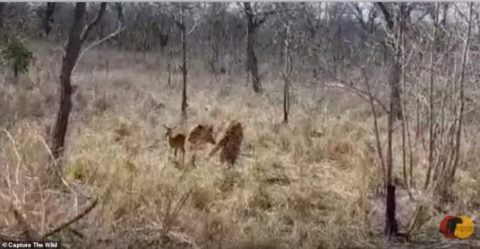 南非野生動物保育區裡的小羚羊，把公豹誤認成媽媽，親暱地和公豹互舔。（圖／翻攝YouTube影片）