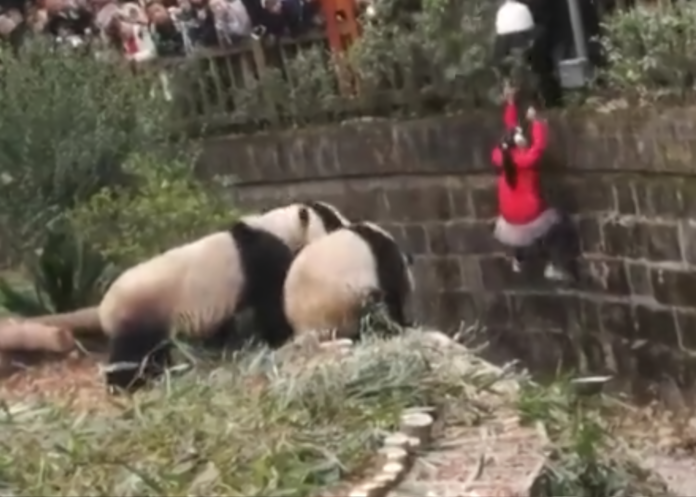 ▲就在保安救人期間，又有一隻大熊貓「聞訊趕到」，引發圍觀的遊客陣陣驚呼。(圖 / 翻攝自澎湃新聞)