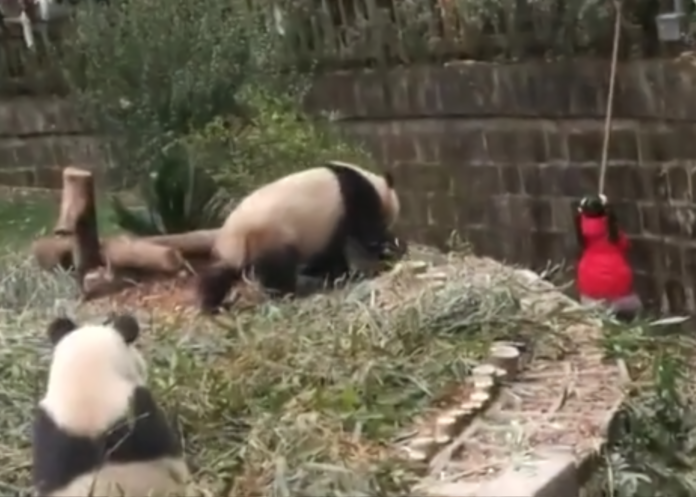 ▲保安人員正嘗試用長竹竿放下去救人，此時圈養區內其中兩隻大熊貓走近女童，並在小山坡上好奇張望。 （圖 / 翻攝自澎湃新聞）