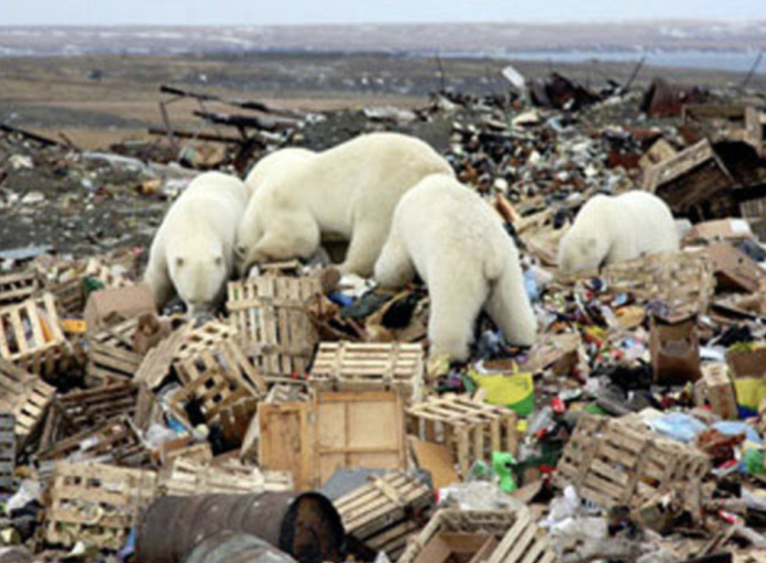 俄羅斯新地島遭北極熊大規模入侵，當局2月9日宣布進入緊急狀態。（圖／翻攝IrishTime）