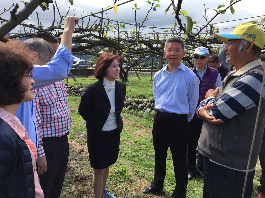 ▲三星鄉高接梨受寒害影響嚴重，宜蘭縣長林姿妙前往關心梨農受損狀況。（圖／記者李清貴攝,2019.2.12)