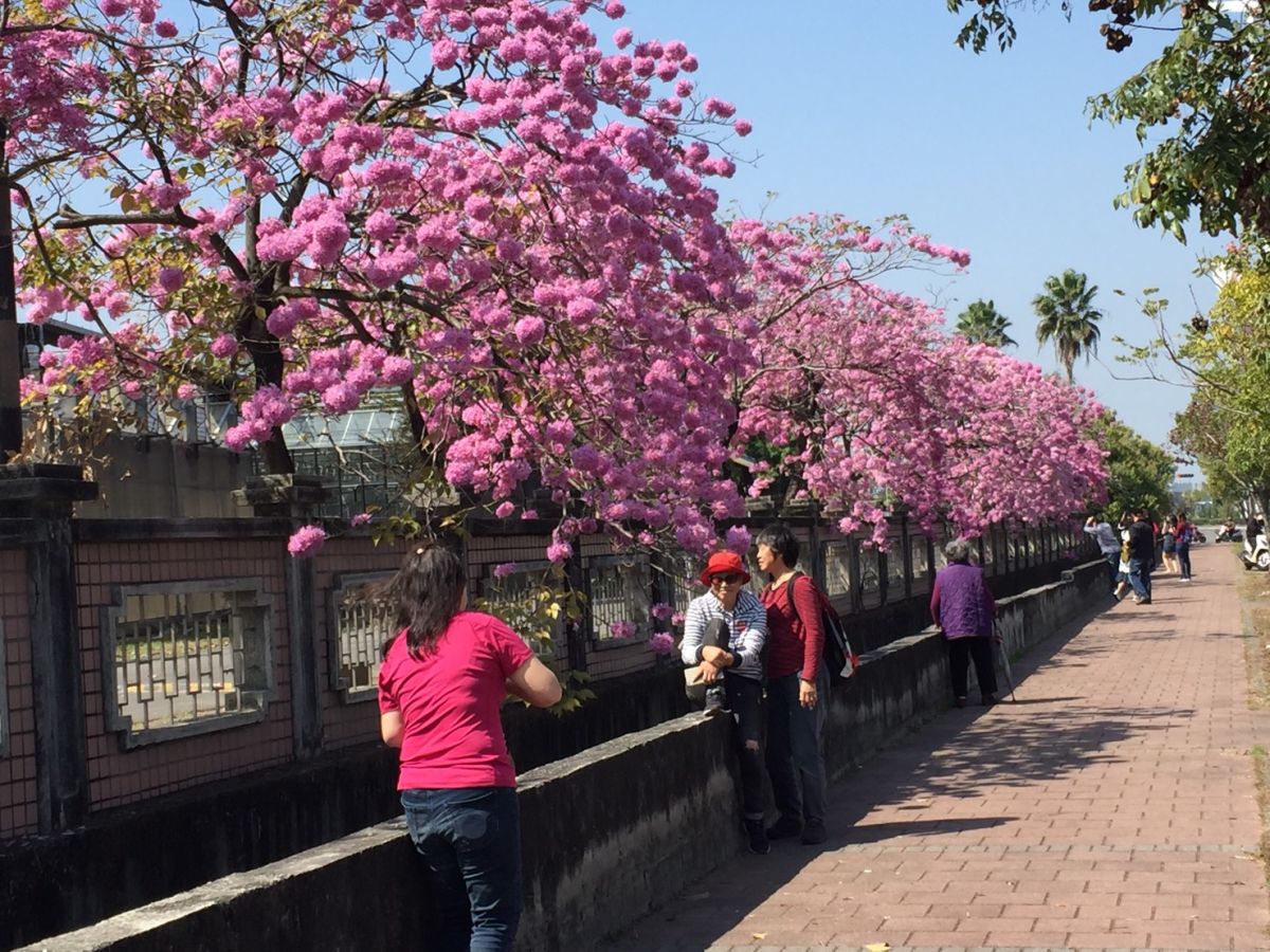 ▲高鐵大道進嘉義市區的紫花風鈐木，吸引路人佇足聆賞、拍照。（圖／記者陳鐘聲攝 , 2019.02.12）