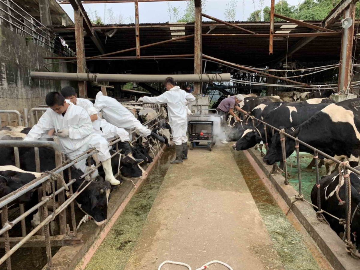 ▲新北市動保處針對轄內5處的乳牛場，進行仔乳牛冷烙印編號的工作。（圖／新北市動保處提供）