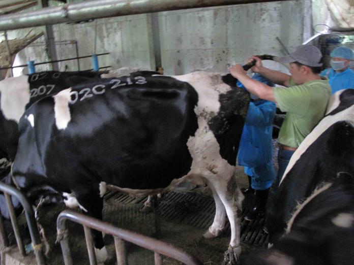 ▲目前新北市乳牛烙印是採用液態氮的烙印，讓每頭乳牛都有專屬的防疫編號。（圖／新北市動保處提供）