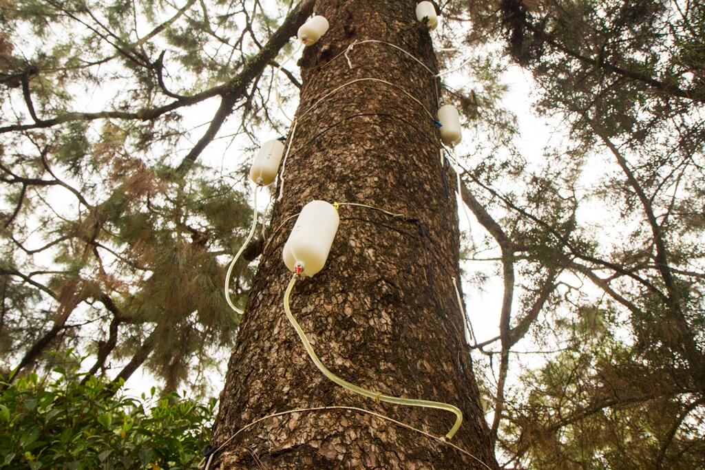▲社頭鄉清水岩寺一顆近300年的台灣二葉松，為清水岩寺鎮寺之寶，遭松材線蟲感染，樹醫生為老松樹「吊點滴」搶救。（圖／記者陳雅芳攝，2019.02.13）