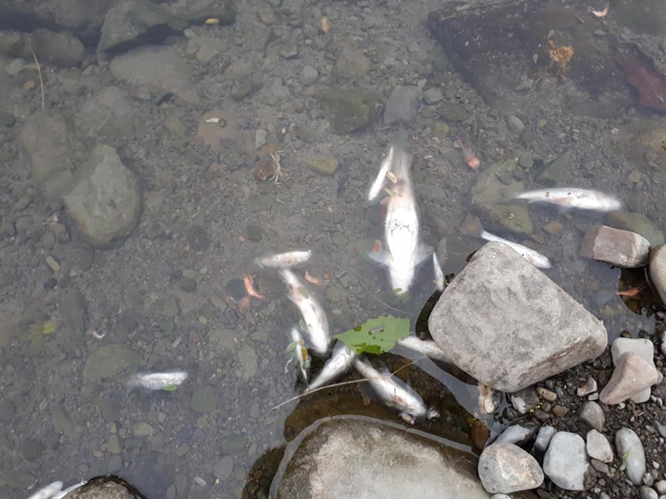 ▲新竹縣北埔冷泉水域出現魚屍，不知是炸魚或毒魚，網友怒指沒良心。（圖／翻攝自臉書社團《新竹爆料公社》）