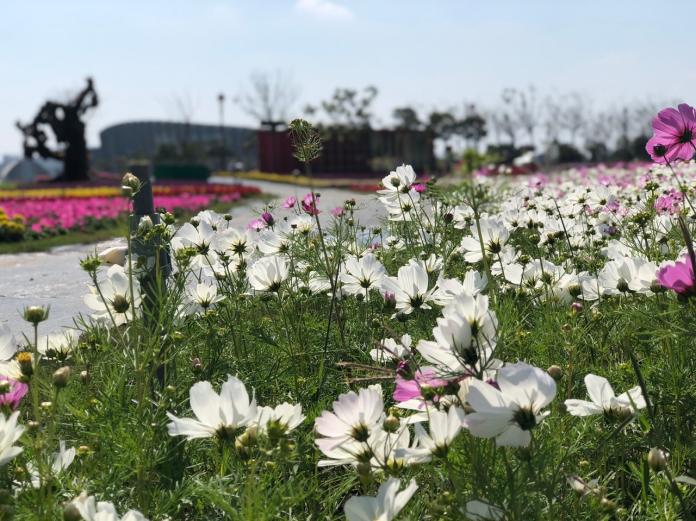 南院的波斯菊、向日葵、薰衣草等花卉輪番繽紛到3月。