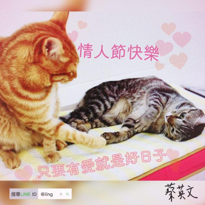 愛貓的蔡英文14日在LINE群組，貼出想想與阿才雙眼互相凝視的照片。（圖／翻自蔡英文LINE群組）