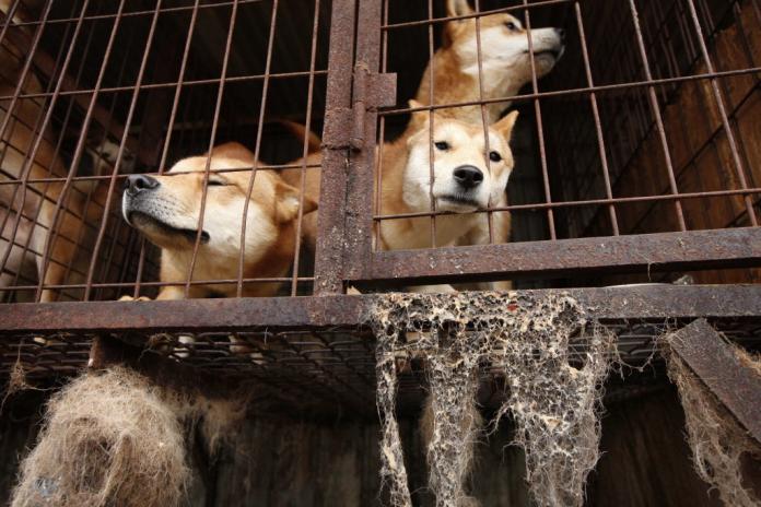 南韓養殖場的環境極差，狗狗空間狹窄、生鏽的籠子裡，最後的命運，很有可能被賣給餐廳做成狗肉料理。（資料照／美聯社／達志影像）