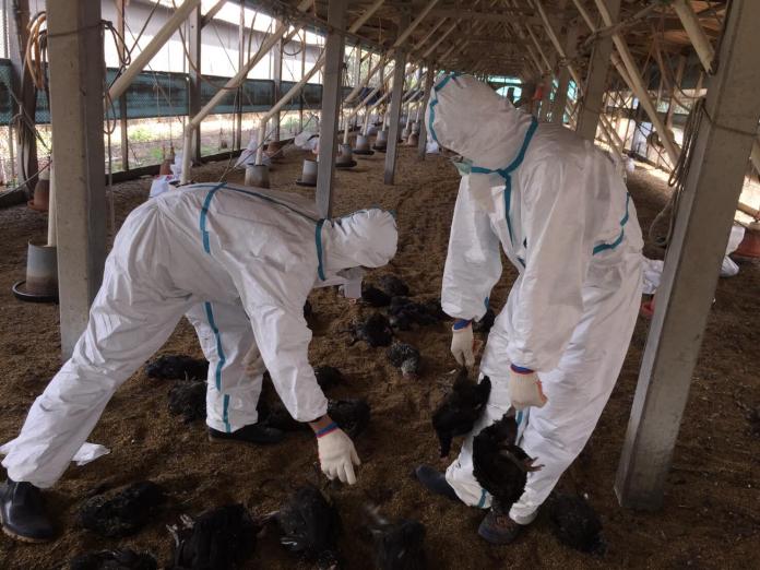 ▲大城鄉一土雞場通報其場內雞隻有異常死亡情形，經家衛所確診感染H5N2亞型高病原性禽流感病毒，防疫人員進行並完成全場撲殺清場及消毒工作。（圖／動物防疫所提供，2019.02.18）