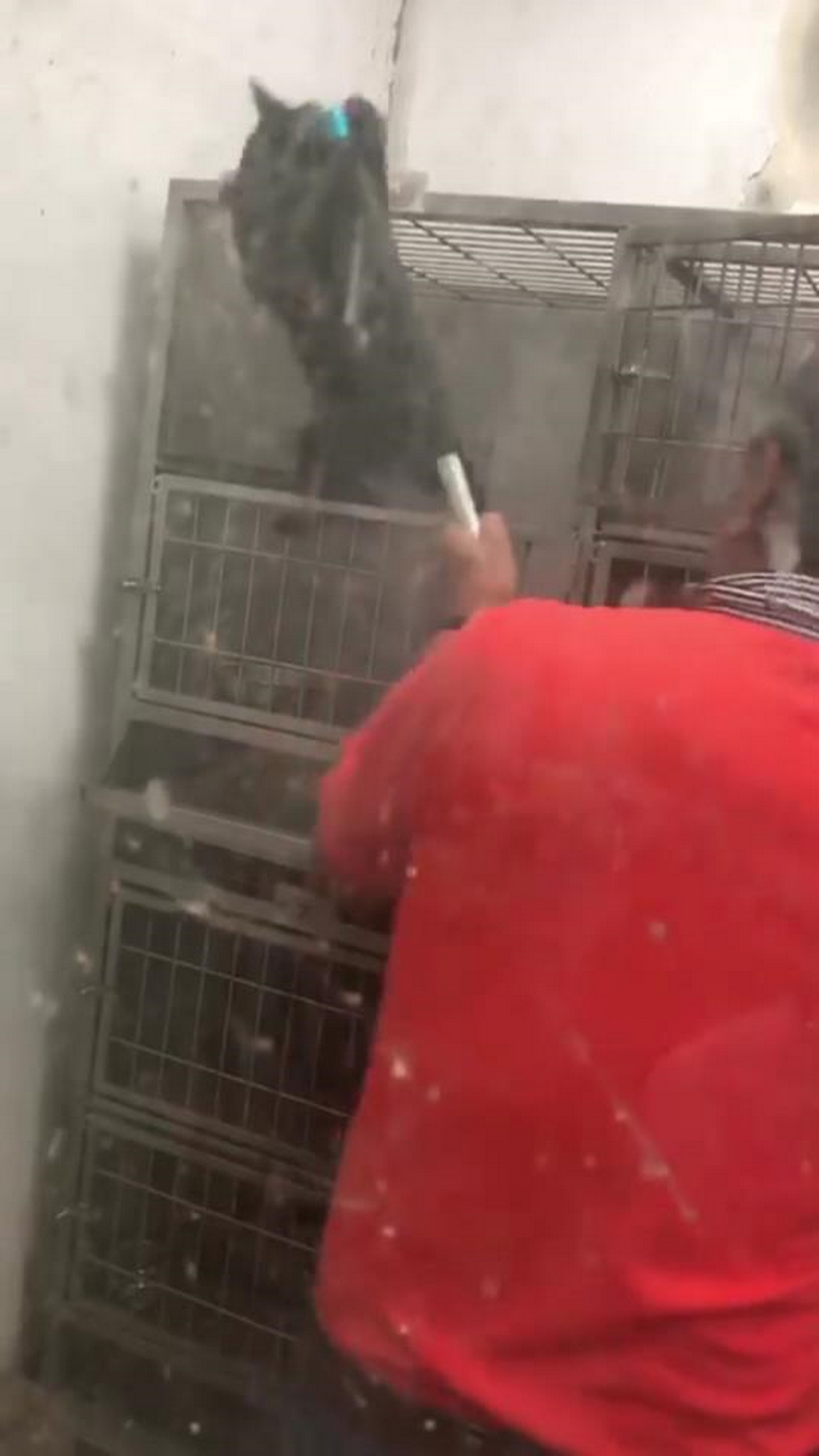 ▲網傳彰化縣流浪動物中途之家涉嫌虐貓，遭動保團體撻伐，彰化縣動物防疫所檢討工作人員疏失，也強化人員訓練。（圖／記者陳雅芳翻攝，2019.02.18）