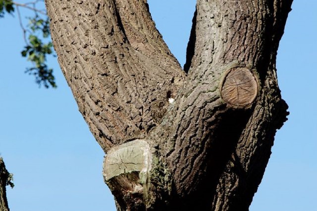 ▲貓頭鷹與樹幹幾乎融為一體，許多人都直呼「完全不見貓頭鷹蹤影」！（圖／翻攝自每日鏡報）