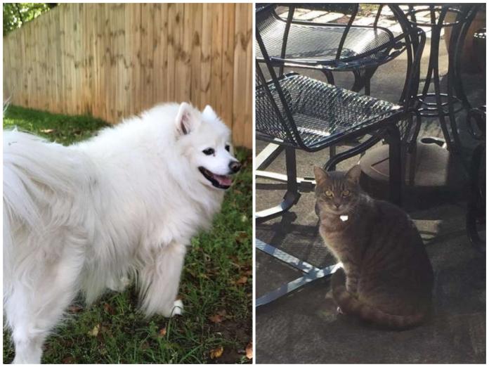 ▲愛斯基摩犬 Gracie 和貓鄰居成為好友，就連狗狗過世，貓還是常常到牠家等牠。（圖／翻攝自《The Dodo》）