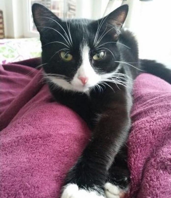 艾莉是德國女子妮可在一處農場發現的貓咪，當時牠只有四個月大，和牠的另一隻姊妹在一起。二隻小貓都的狀態都很糟，妮可不忍之下就通通打包回家了。（圖／Nicole @elli.vitiligo）