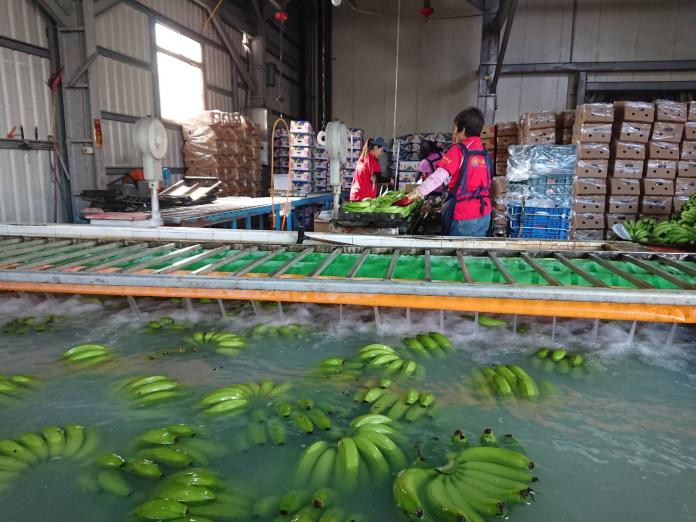 ▲高雄生產的香蕉今年可望大量銷往日本。（圖／高市府提供）